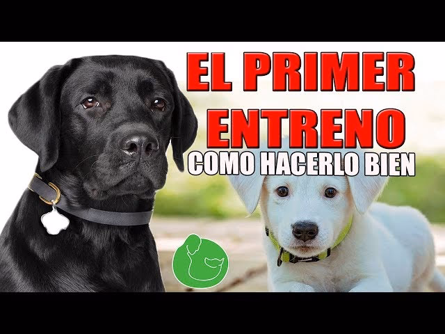 ¿Cuál es la diferencia entre un labrador y un adulto?