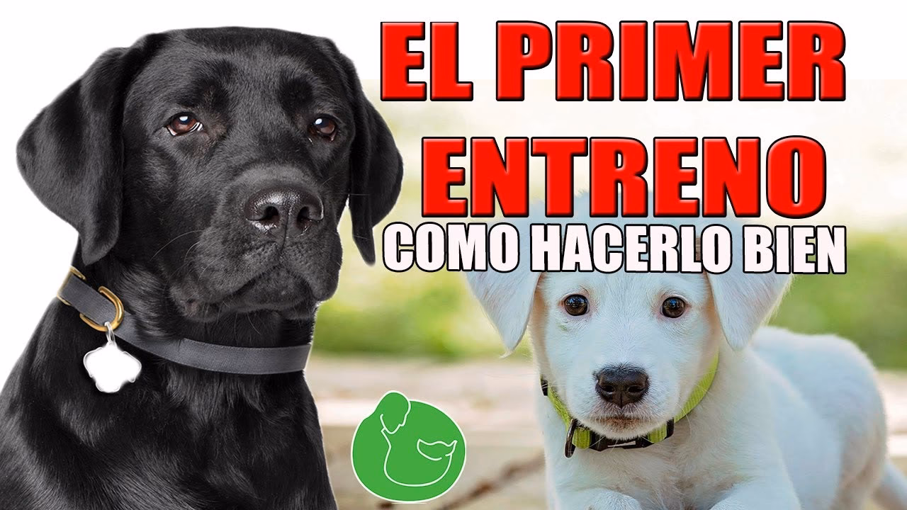 ¿Cómo entrenar a un labrador retriever?