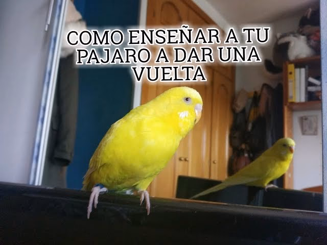 ¿Cómo entrenar a un perro pájaro?