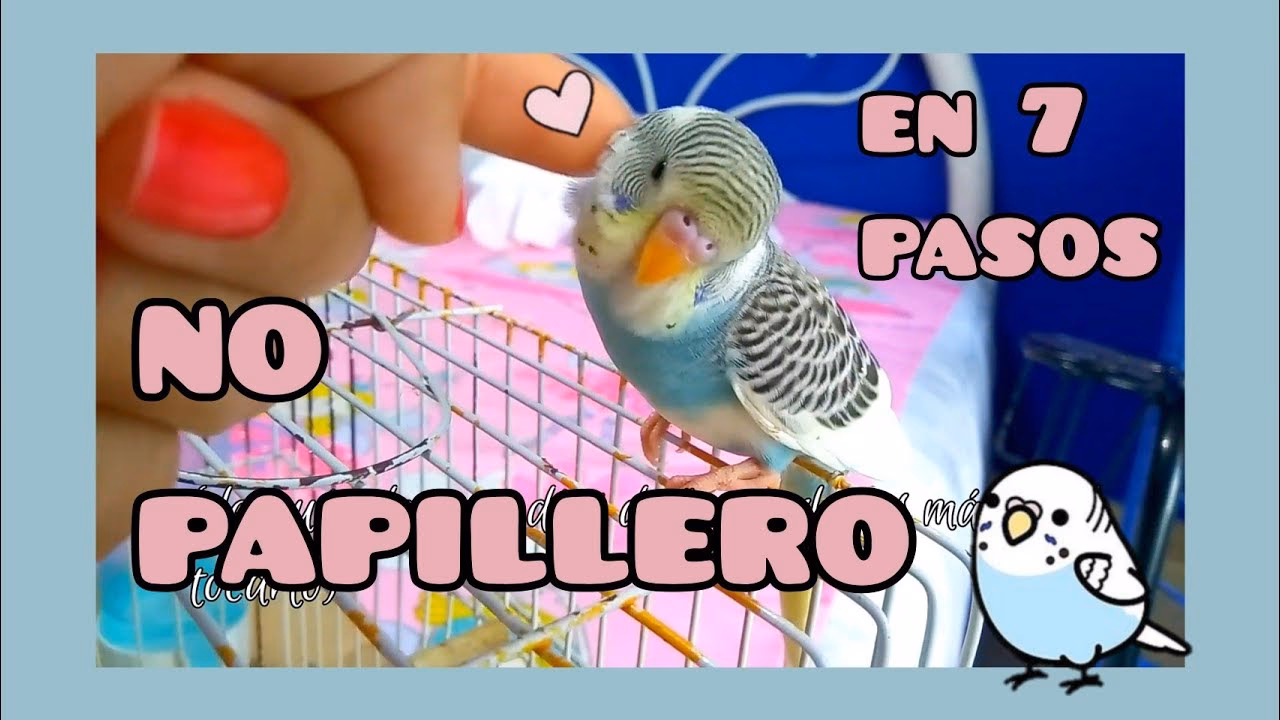 ¿Cómo subir escaleras a un periquito?