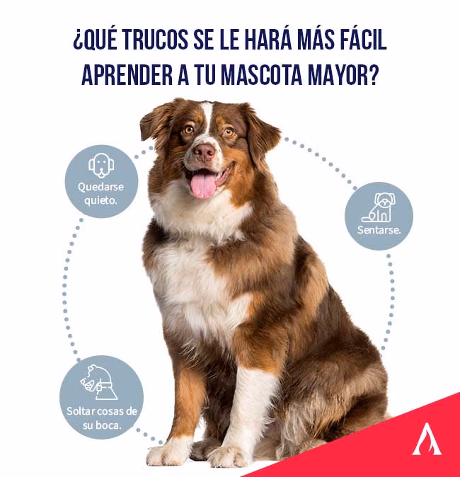 ¿Cómo adiestrar a tu perro?