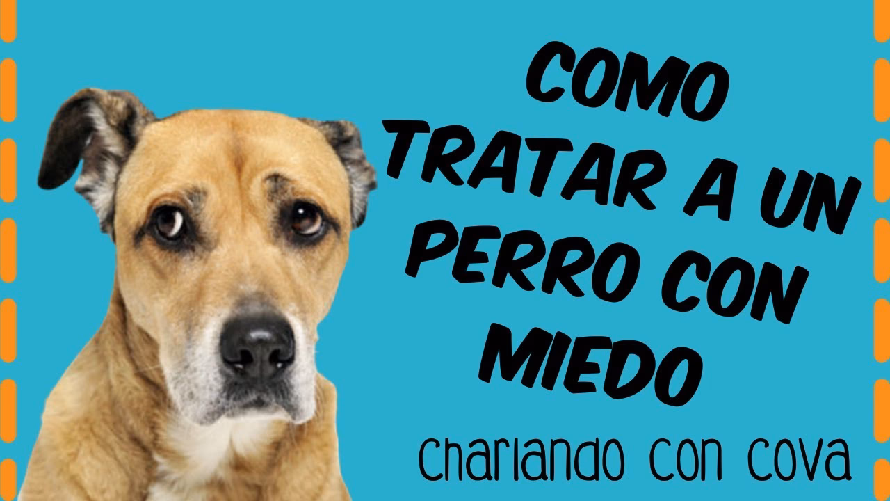 ¿Por qué los perros son miedosos?