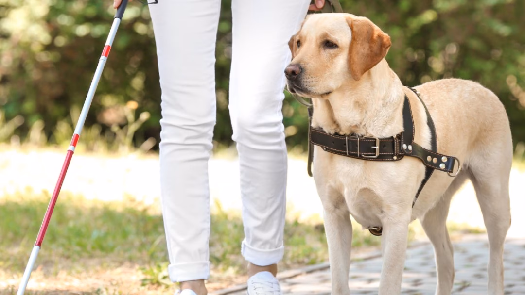 ¿Cómo trabajar como controlador de perro de terapia?