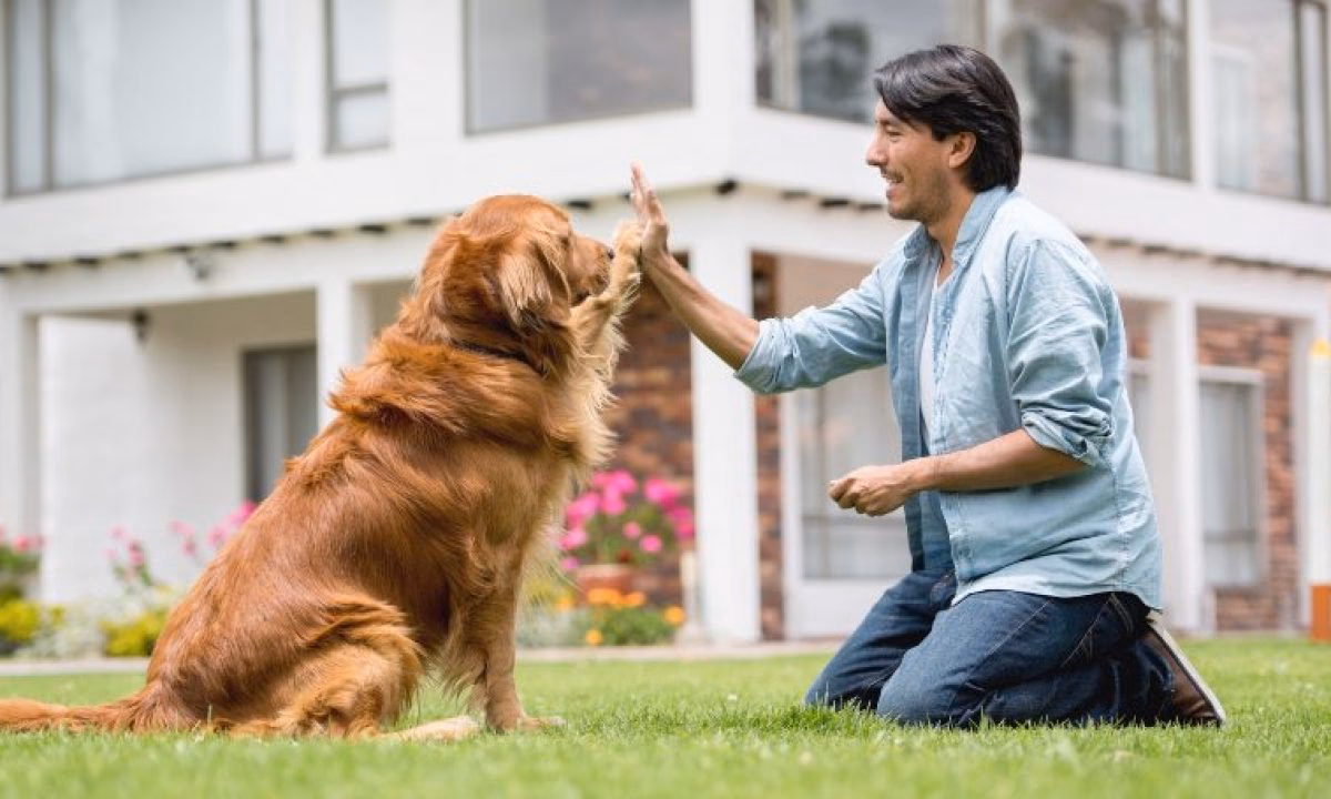 ¿Cómo entrenar a un cachorro golden retriever?