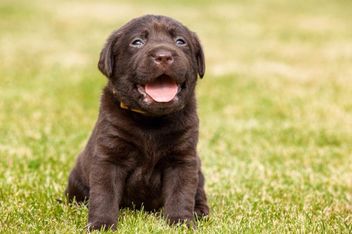 ¿Cómo educar a un labrador cachorro?