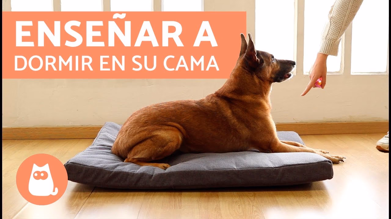 ¿Qué puede ayudarte a entrenar a tu perro?