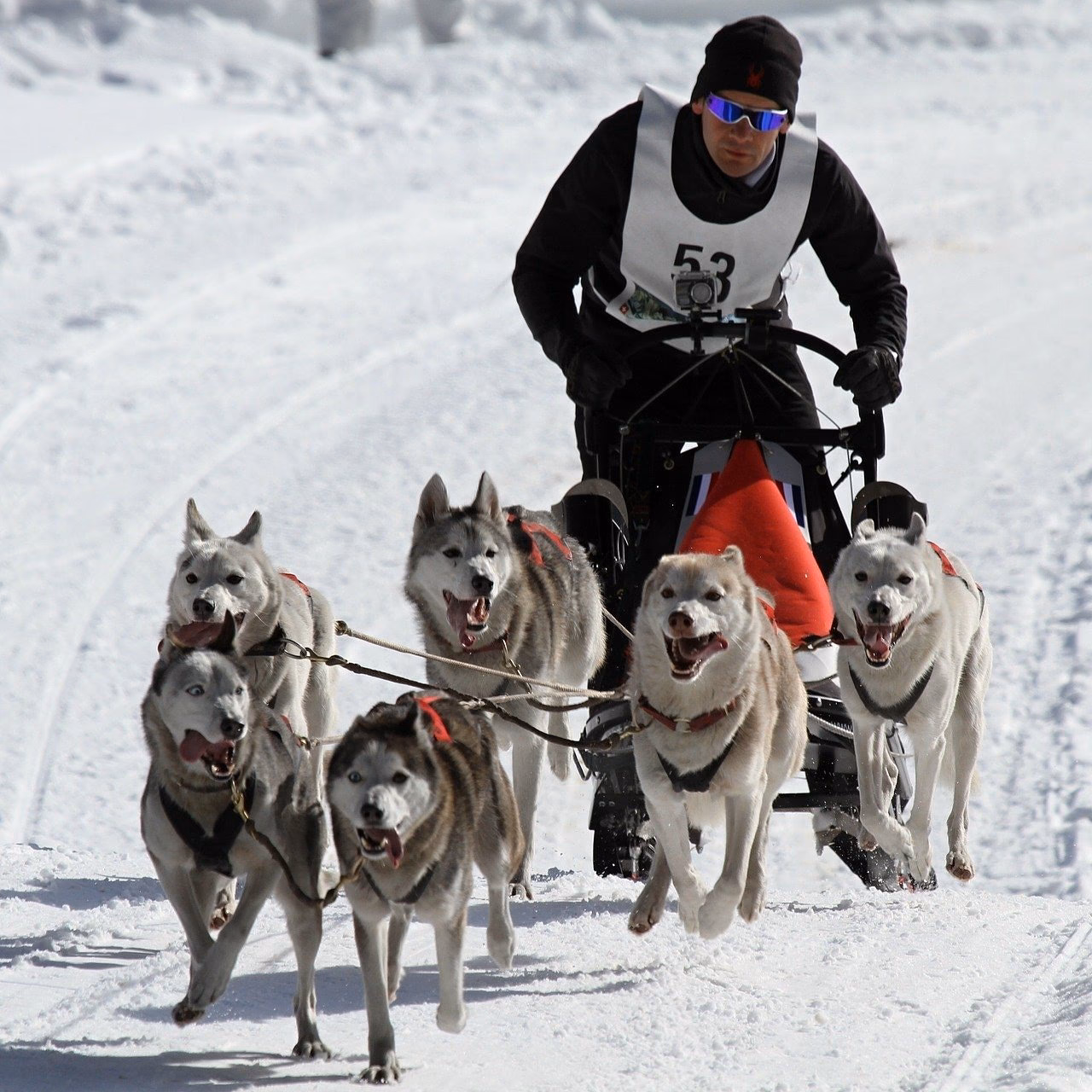 ¿Qué es una asociación de Mushing de perros?