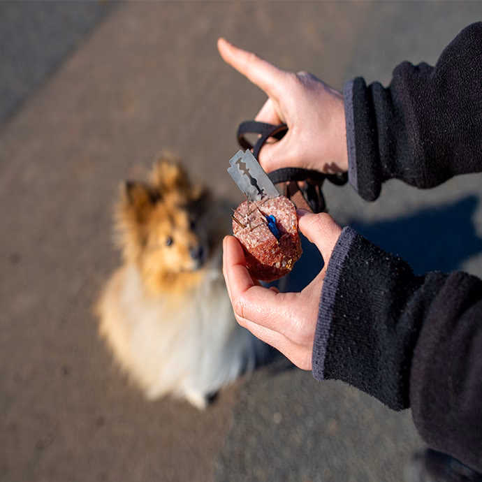 ¿Cómo entrenar con tu perro?