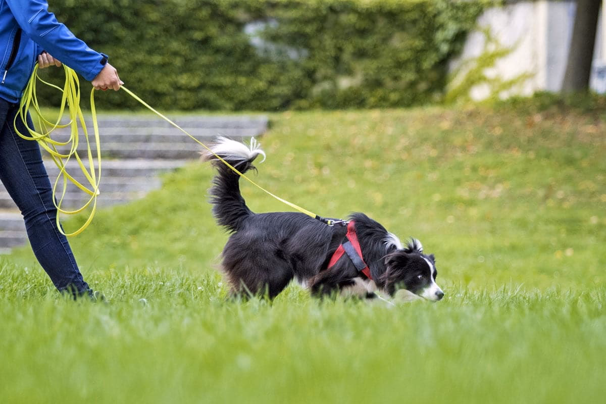 ¿Cómo evitar que mi perro se pierda durante la llamada?