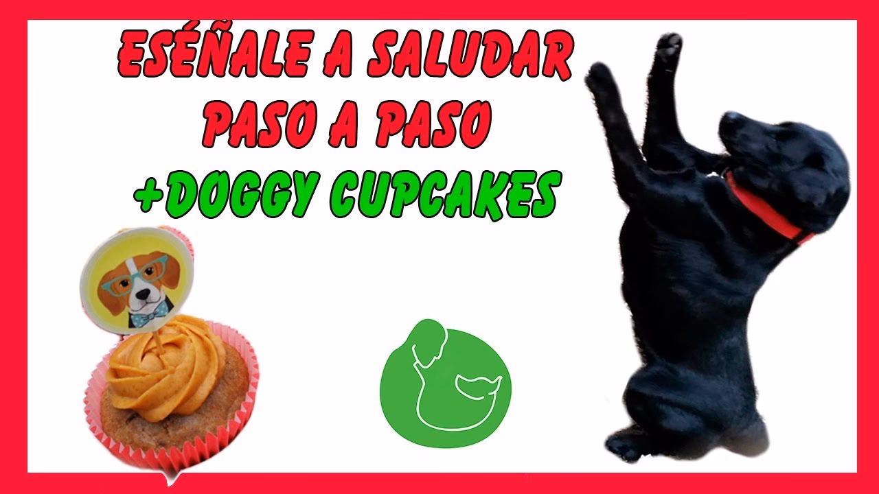 ¿Cómo hacer para que mi perro no se sienta?