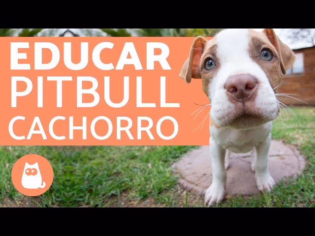 ¿Cómo entrenar a un perro?