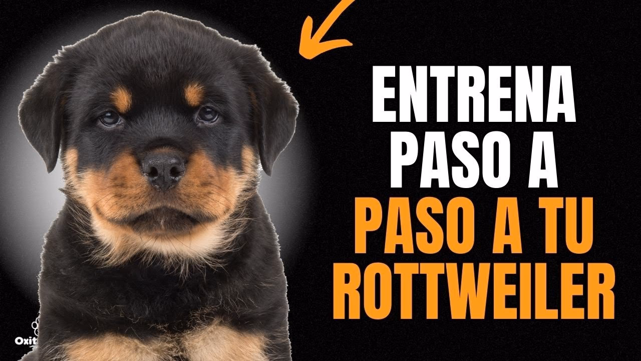 ¿Por qué los dueños de otros perros temen a los rottweiler?