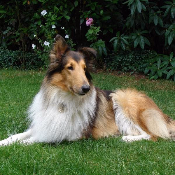 ¿Cómo es el pelo de un Rough Collie?