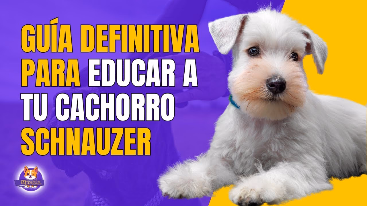 ¿Cuáles son los diferentes tipos de Schnauzer?