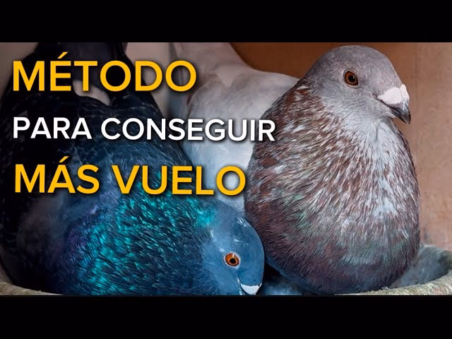 ¿Cómo puedo distinguir una paloma de un pichón?