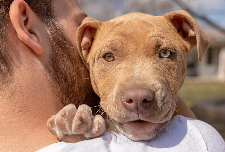 ¿Cómo enseñar a un pitbull que se siente quieto?