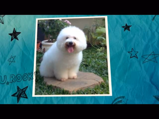 ¿Cómo peinar el pelo de un poodle toy?