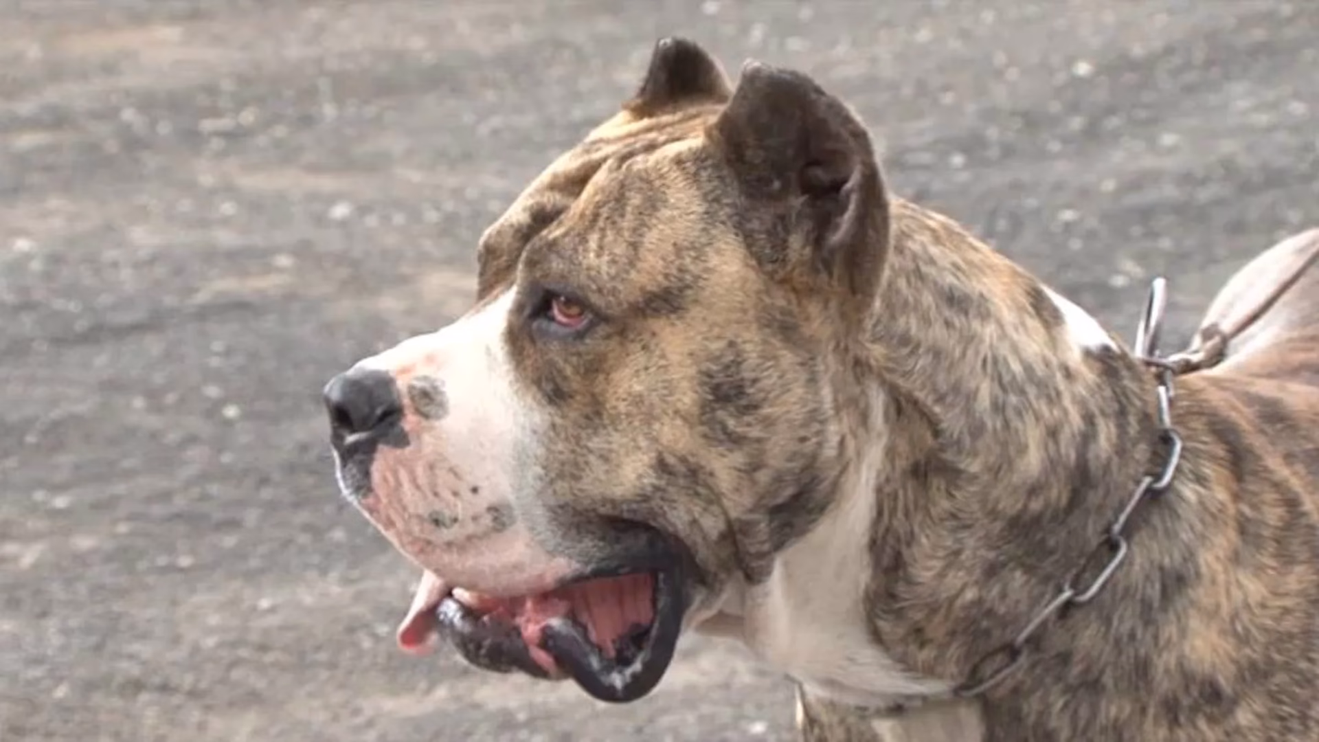 ¿Cómo entrenar un presa canario?