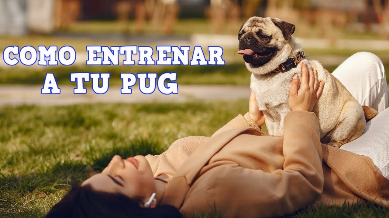 ¿Cómo educar a un pug o Carlino?