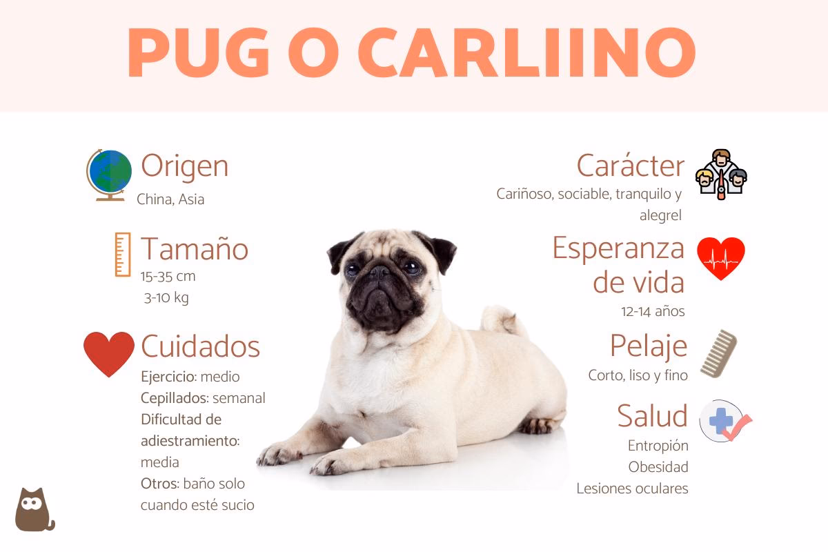 ¿Cómo educar a un pug o Carlino?