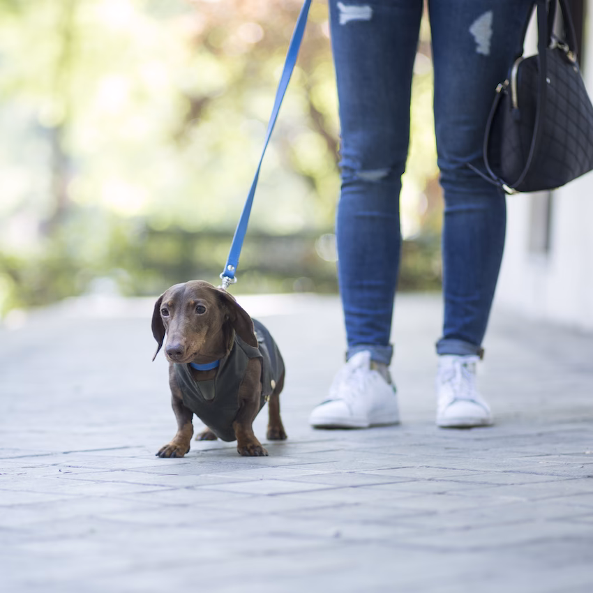 ¿Cómo entrenar a un cachorro salchicha?