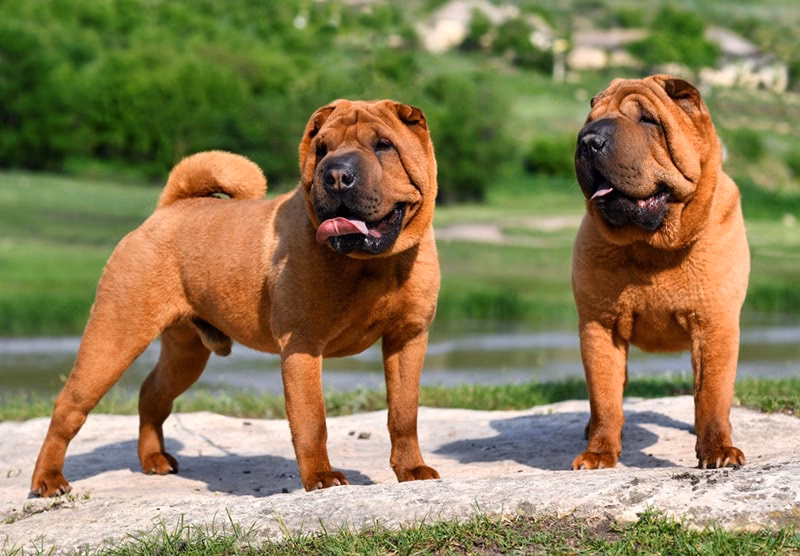 ¿Por qué es importante llevar a pasear a un Shar Pei?
