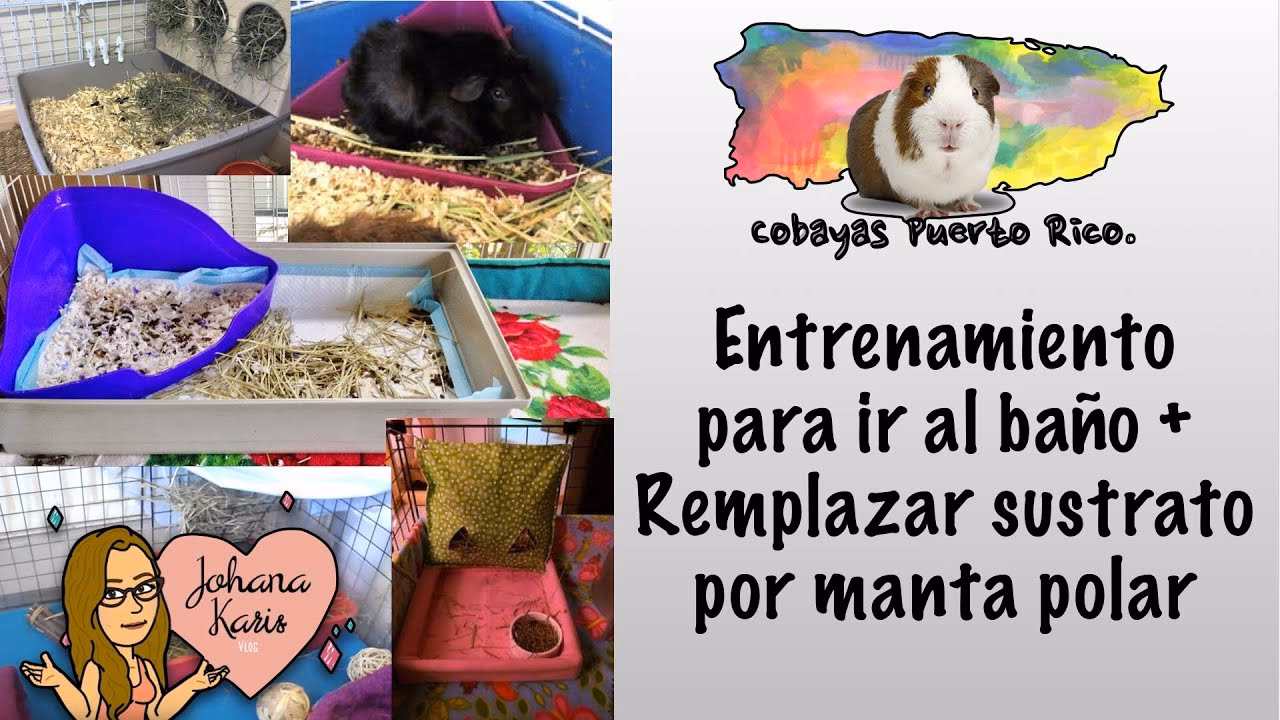 ¿Cómo cuidar la cobaya?