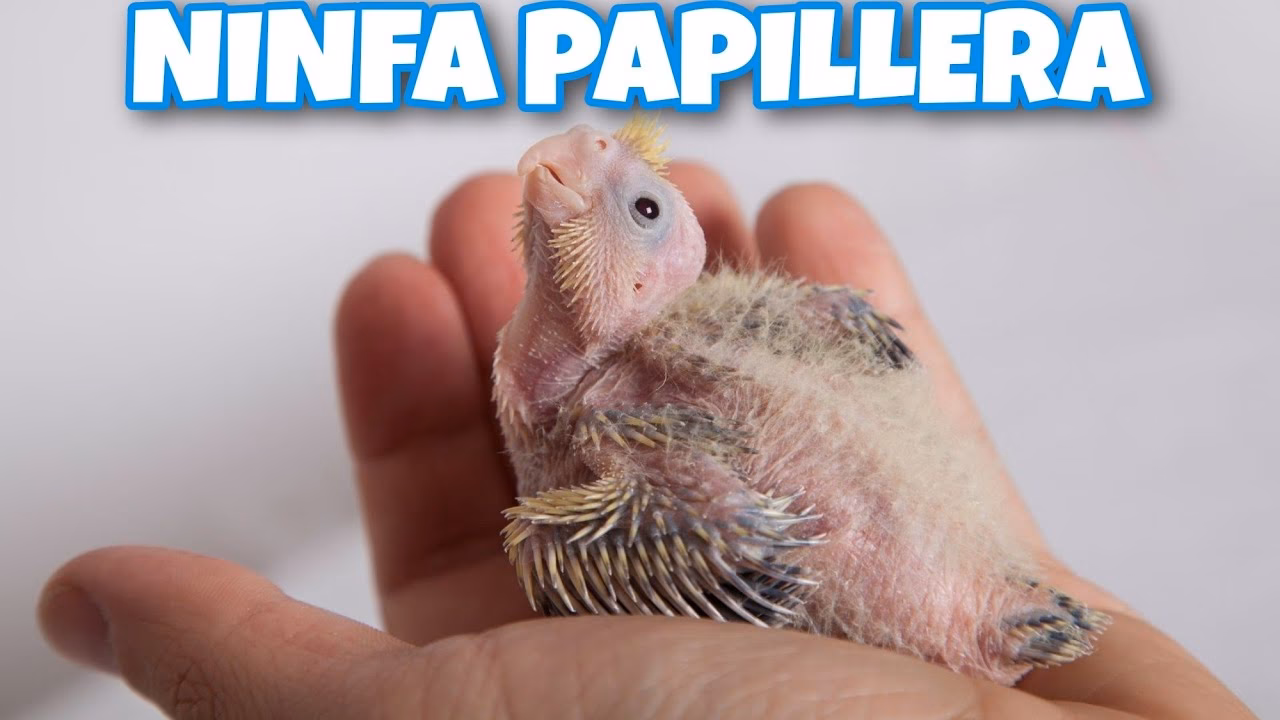 ¿Cómo mantener calentitas a las ninfas papilleras?