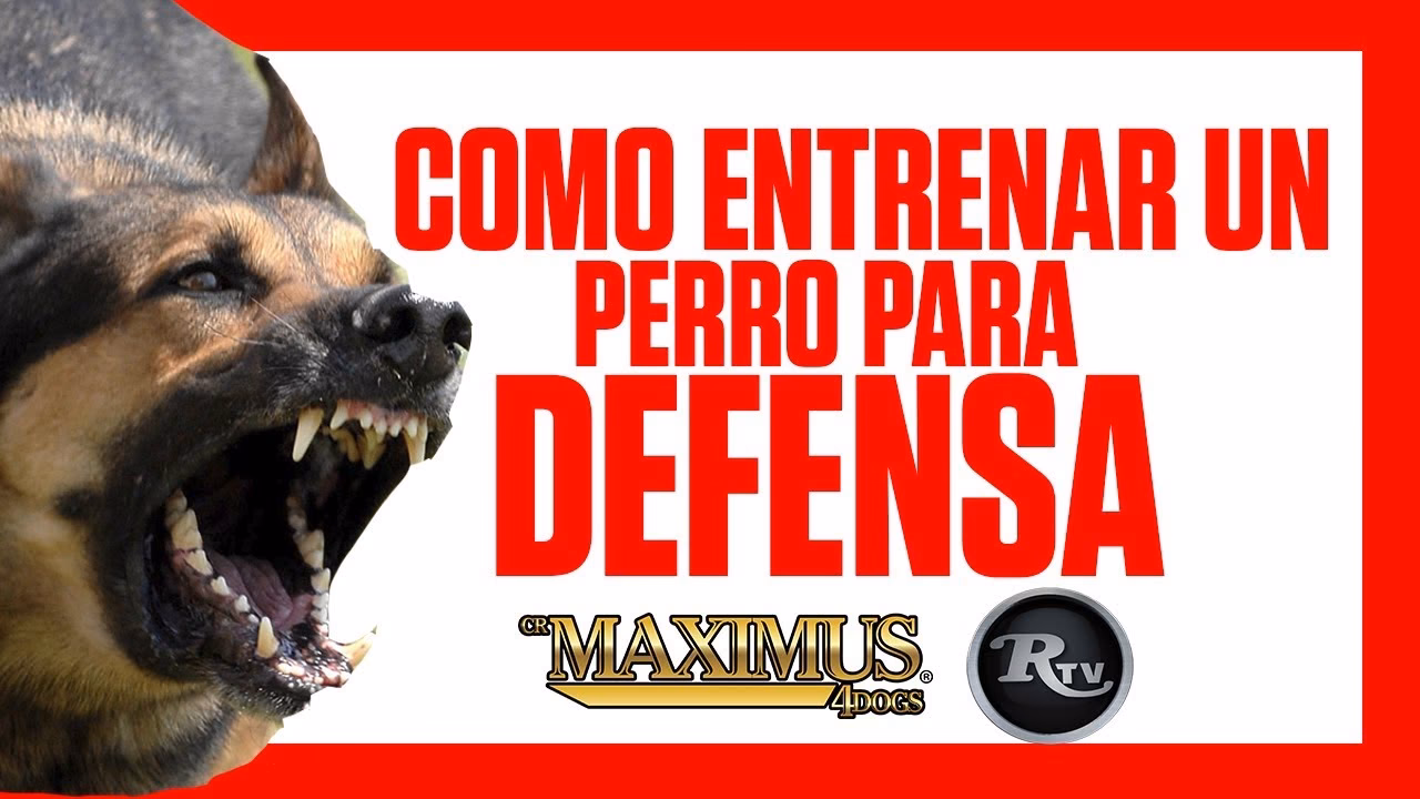 ¿Cómo puede un perro convertirse en un protector confiable?