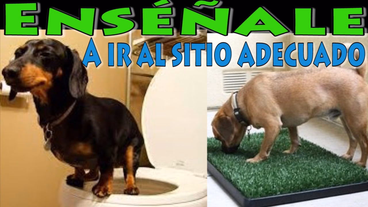 ¿Cómo entrenar a tu cachorro para que haga sus necesidades?