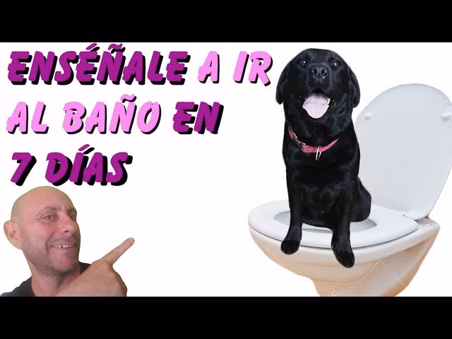 ¿Cómo puedo ayudar a mi perro con sus necesidades de paseo?