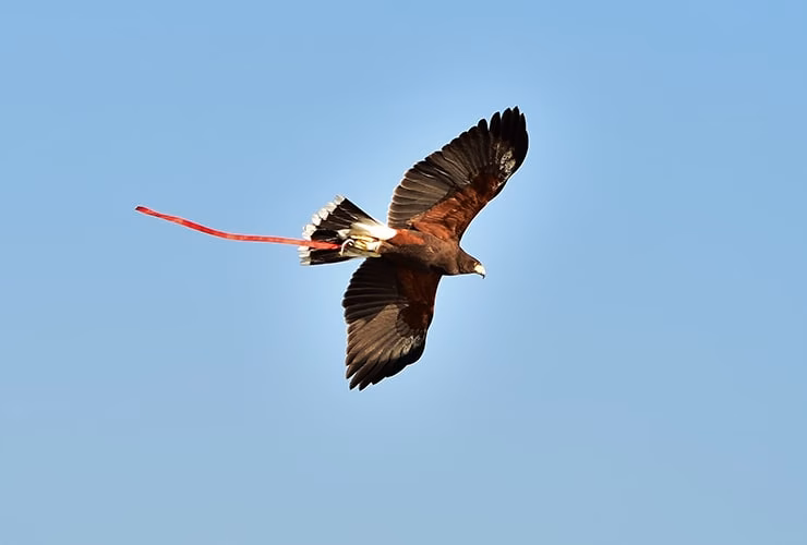 ¿Por qué deben migrar muchas aves rapaces?