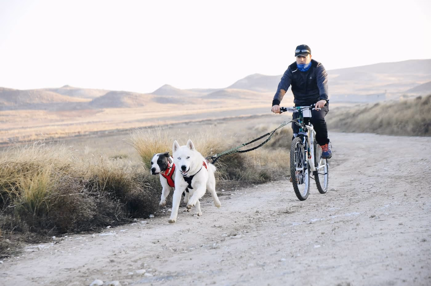 ¿Cuáles son los candidatos ideales para El Bikejoring?