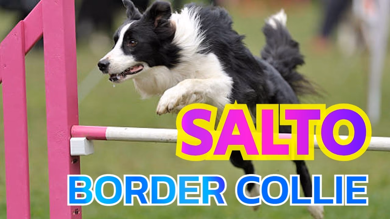¿Por qué es importante el adiestramiento para el Border Collie?