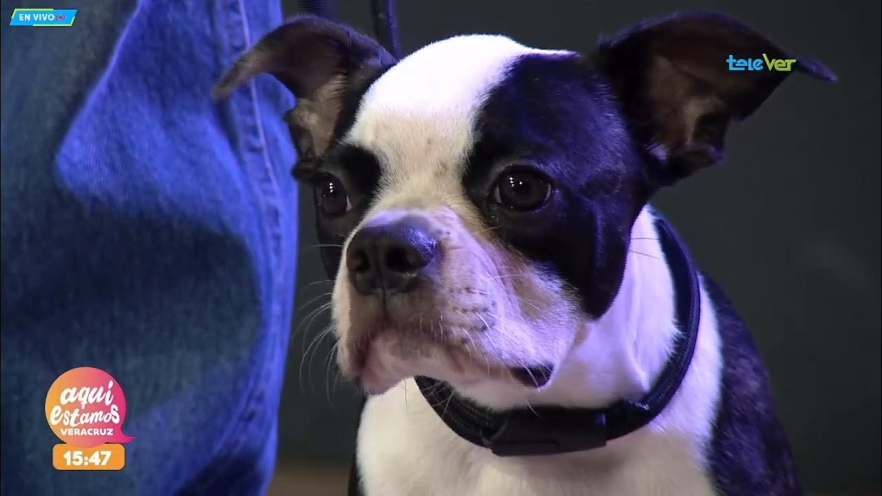 ¿Quién es el primer Boston Terrier?