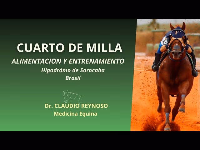 ¿Cuál es la distancia de un caballo de cuarto de milla?