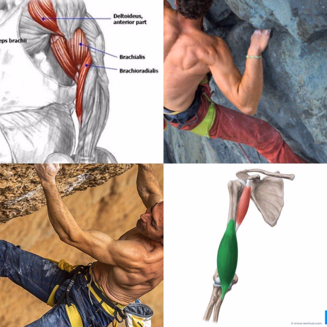 ¿Qué es el entrenamiento de braquial?