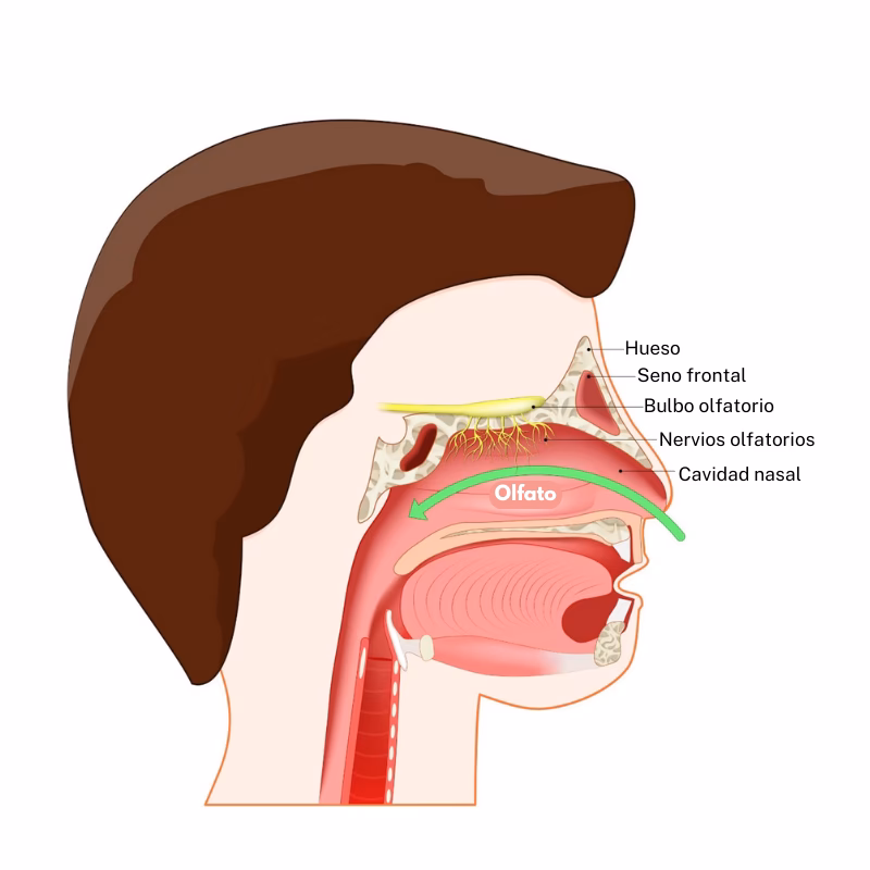 ¿Por qué es importante entrenar el olfato?