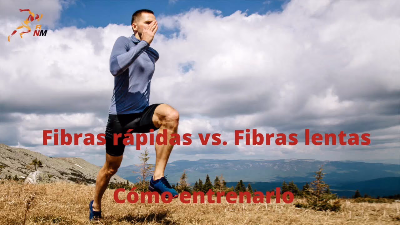¿Cómo se estimulan las fibras lentas y rápidas?