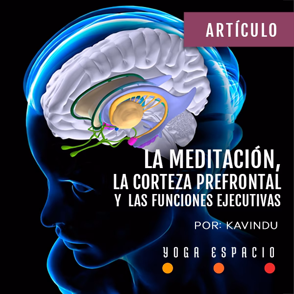 ¿Cuándo culmina el desarrollo de la corteza prefrontal?