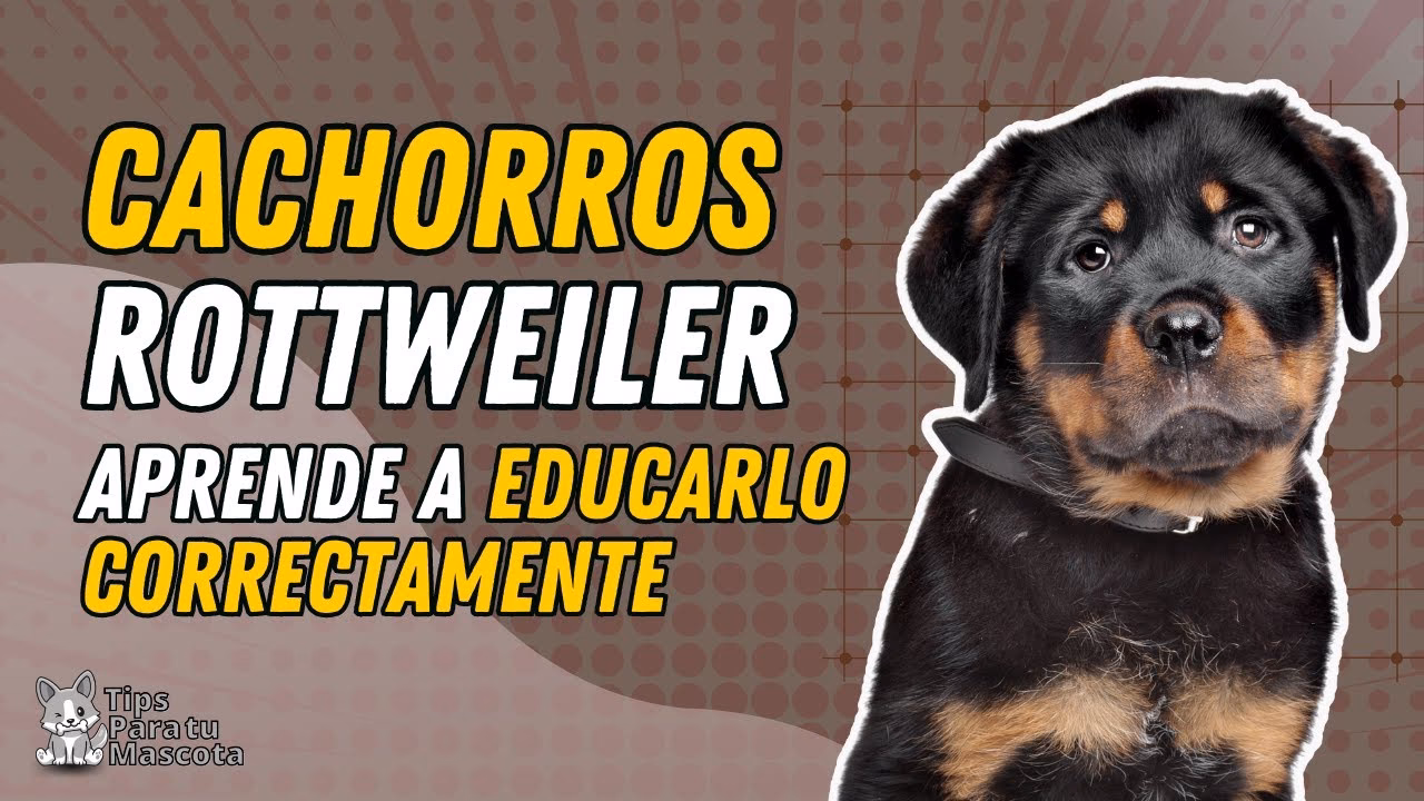 ¿Cómo entrenar a un rottweiler?