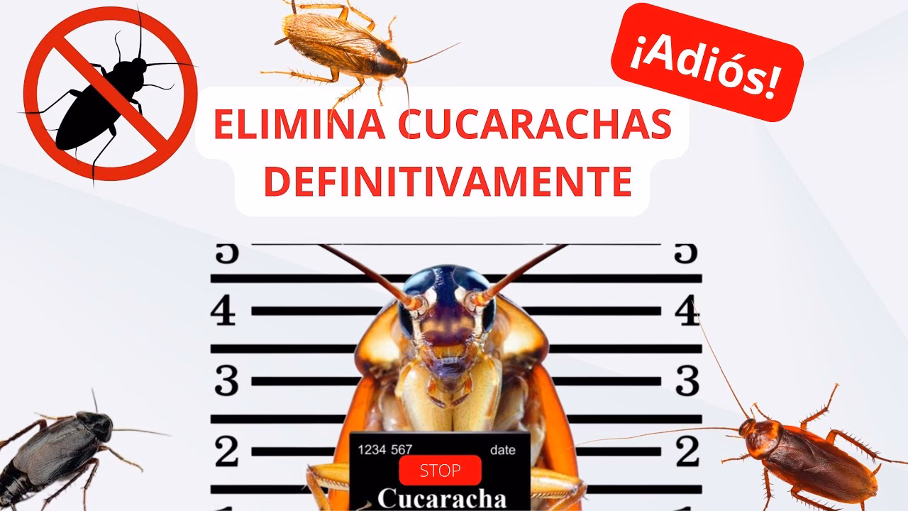 ¿Cómo proteger nuestra casa de la visita de cucarachas?