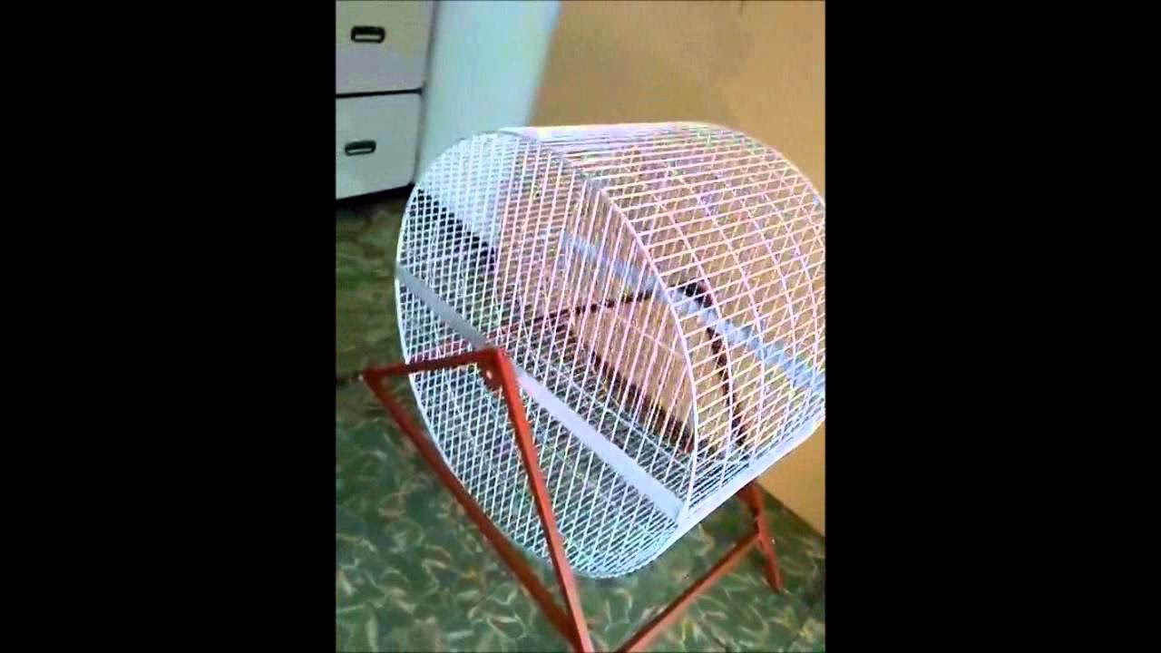 ¿Cómo entrenar a los Gallos?