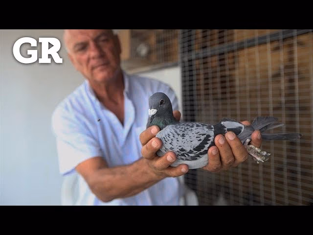 ¿Cuáles son las ventajas de las palomas mensajeras?