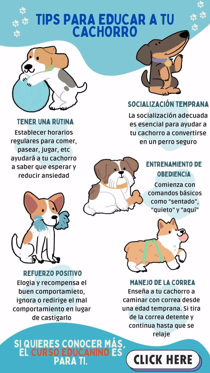 ¿Cómo cuidar a mi cachorro?