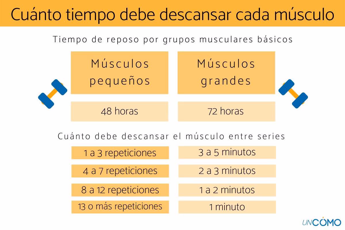¿Cuánto tiempo tarda un músculo en recuperarse después de hacer ejercicio?