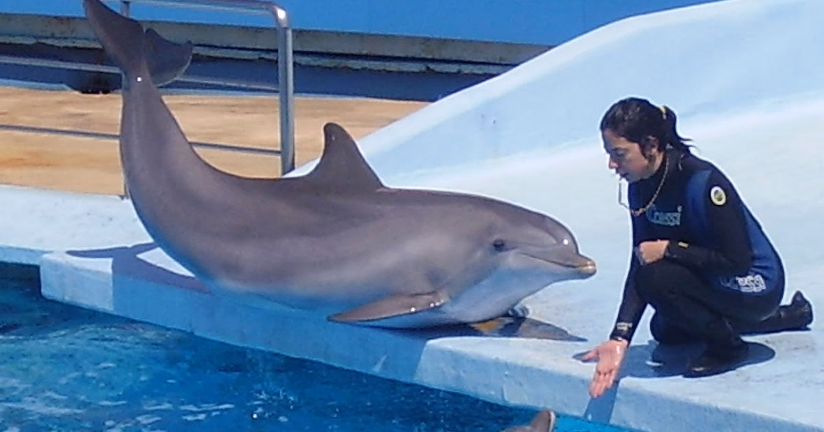 ¿Qué animales acuáticos pueden trabajar los entrenadores de delfines?