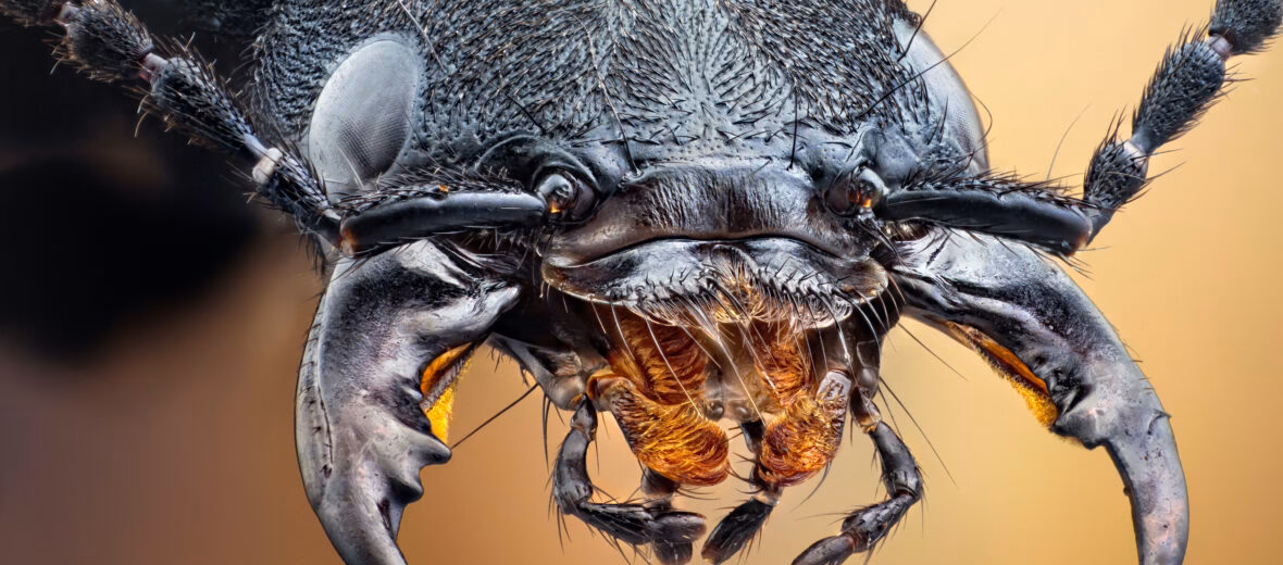 What does a devil's coach horse look like?