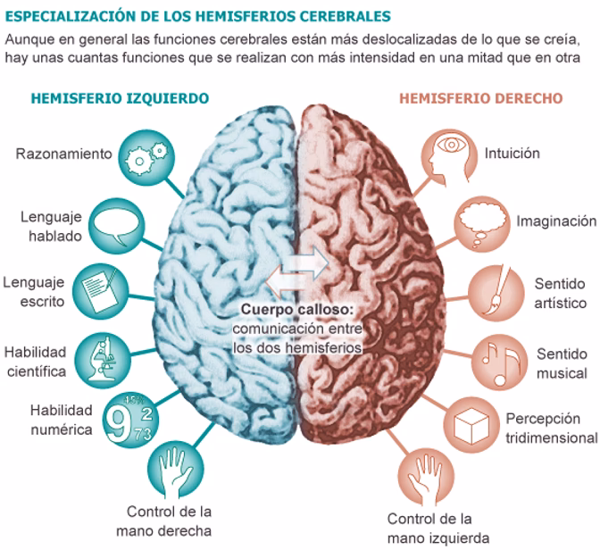 ¿Qué habilidades se desarrollan en los hemisferios derecho e izquierdo del cerebro?