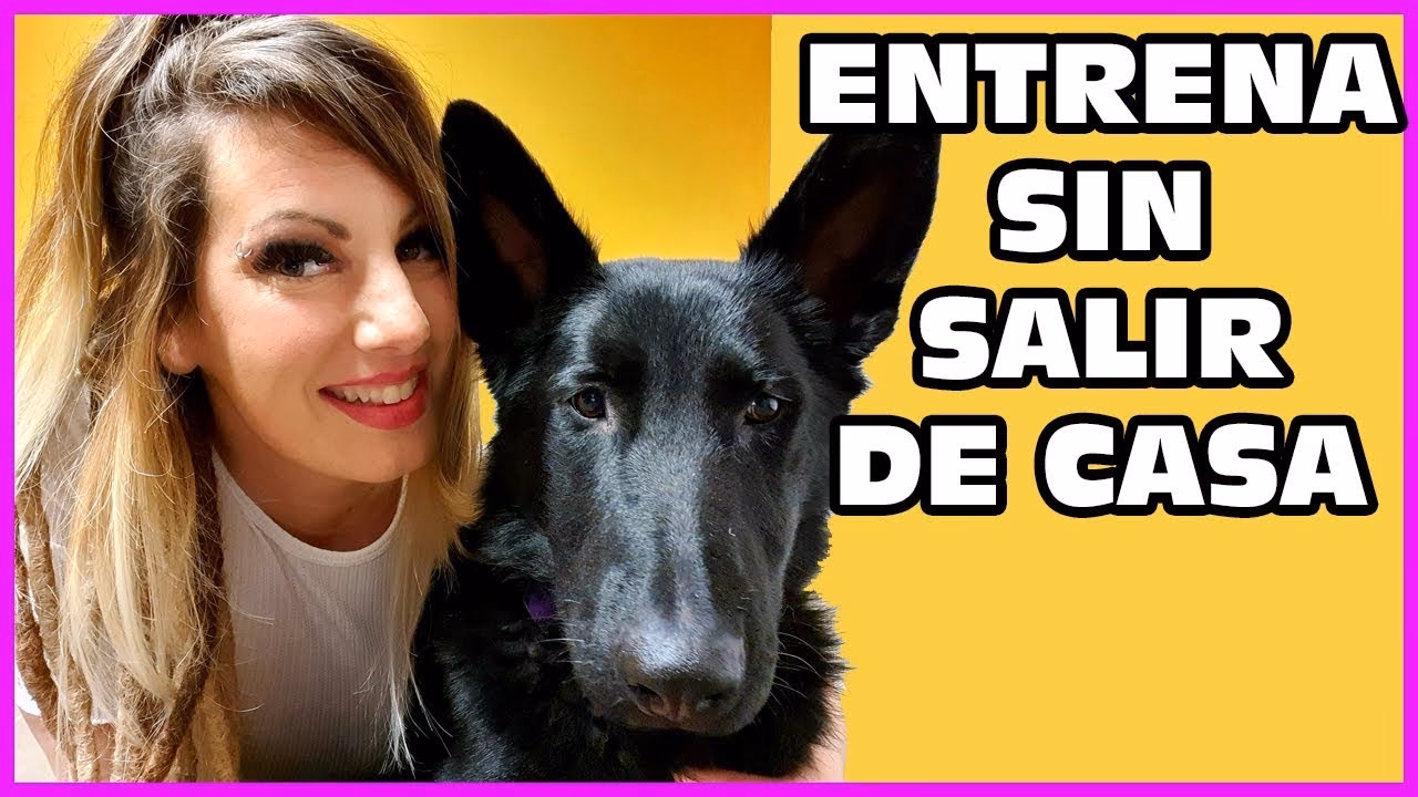 ¿Cómo estimular a tu perro?